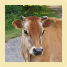 Jersey Cow